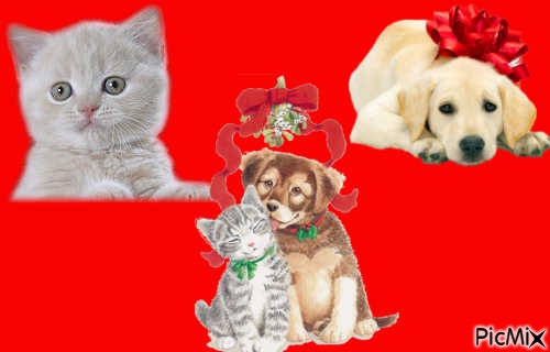 love chat et chien - darmowe png