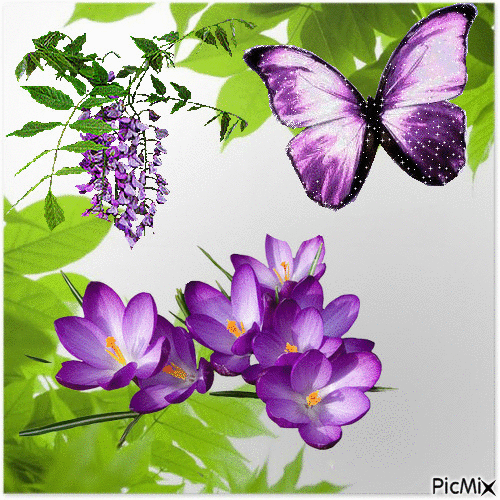 fiori viola - Gratis animeret GIF