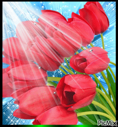Tulipany - Animovaný GIF zadarmo