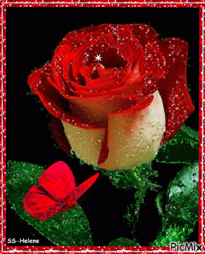 White and red rose. - GIF animé gratuit
