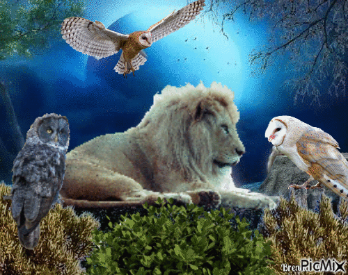 Fantasy owl - Bezmaksas animēts GIF