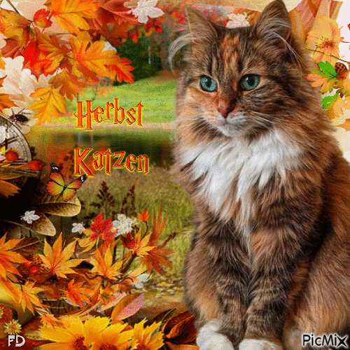 Katzenporträt im Herbst - Δωρεάν κινούμενο GIF