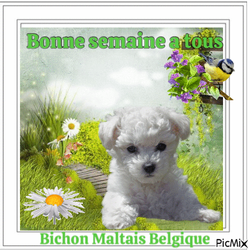 Bichon Maltais Belgique - GIF animé gratuit