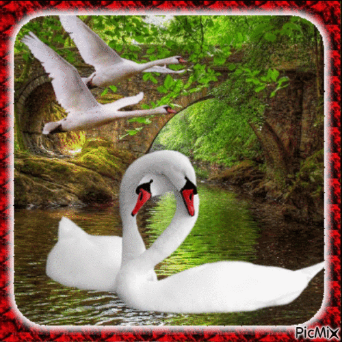 Swans in a Natural Setting - GIF animé gratuit