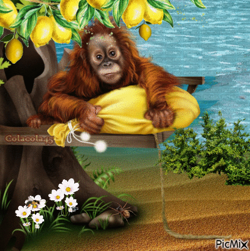 opice - Animovaný GIF zadarmo