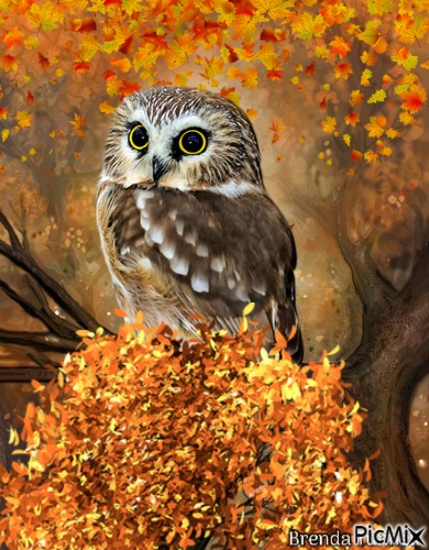 autumn owl - png gratis
