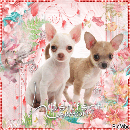 Chatons et chiots - Tons pastels - 免费动画 GIF