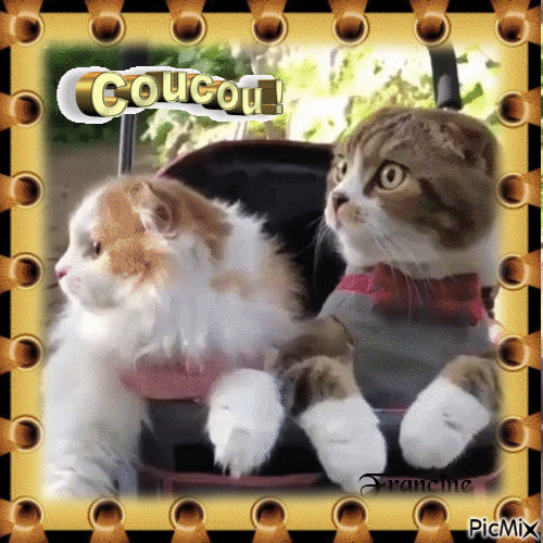 Coucou ✿❤‿❤✿ - Darmowy animowany GIF