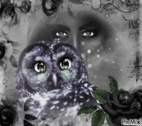 MYSTIC OWL - GIF animé gratuit