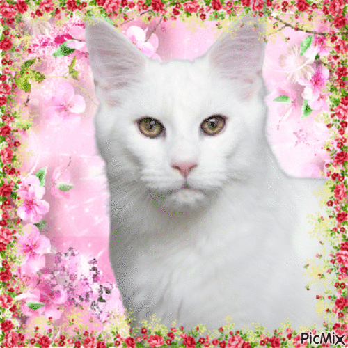 fehér macska - GIF animé gratuit