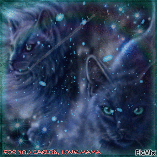 Beautiful Black Cats - Δωρεάν κινούμενο GIF