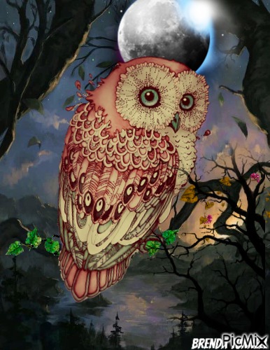 owl - zdarma png
