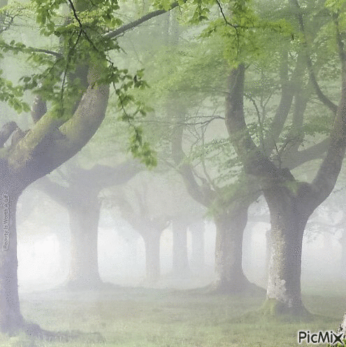 Foggy Forest - GIF animé gratuit
