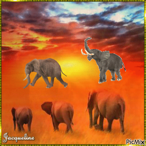les éléphants - Darmowy animowany GIF