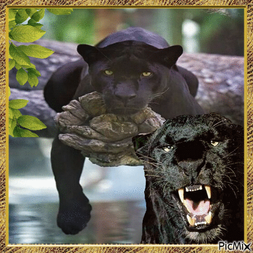 Panthers - Darmowy animowany GIF