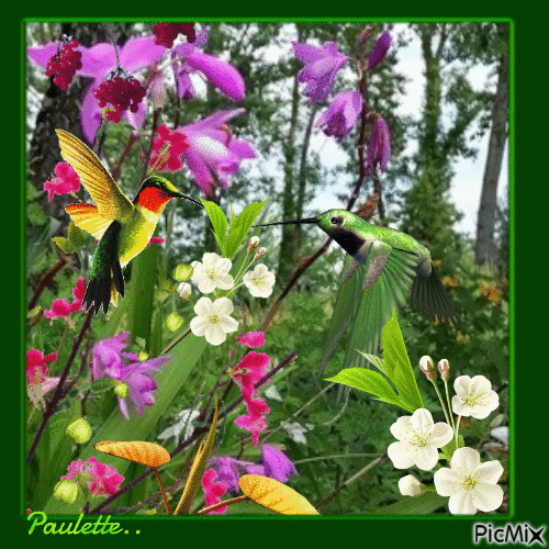 colibris dans les fleurs - Gratis geanimeerde GIF