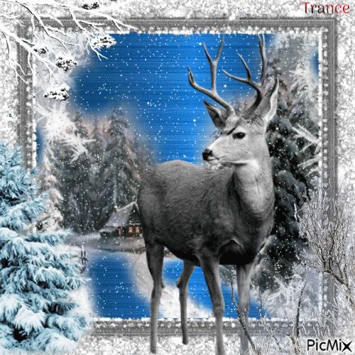 The beauty of Winter - Δωρεάν κινούμενο GIF