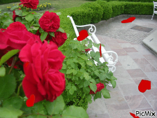 Bench roses - GIF animado gratis