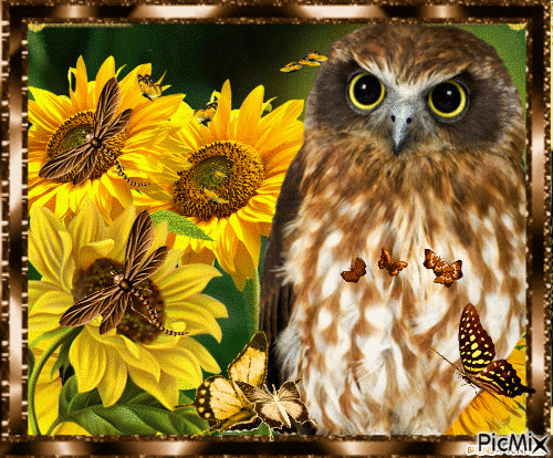 OWL AND BUTTERFLIES - Free animated GIF