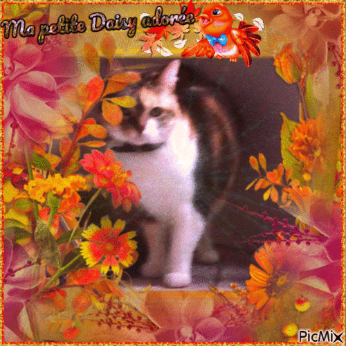 Ma petite chatte adorée Daisy - Δωρεάν κινούμενο GIF