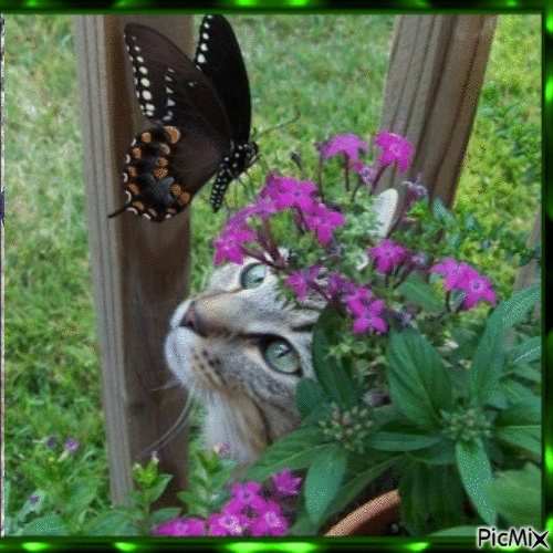 La Chasse aux papillons - GIF animé gratuit