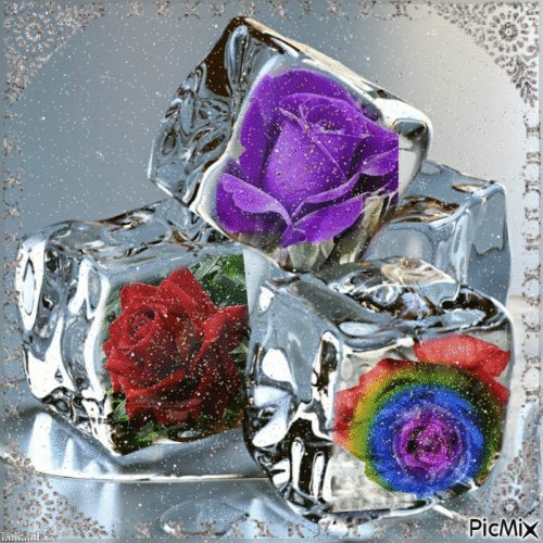 rosas de gelo - GIF animado gratis