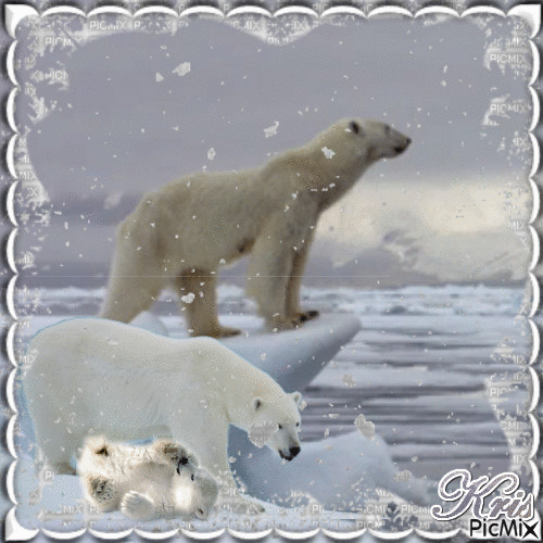 Polar bears - Gratis animerad GIF