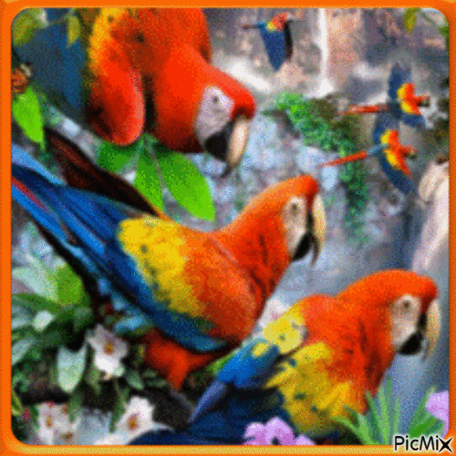 Oiseaux - Besplatni animirani GIF