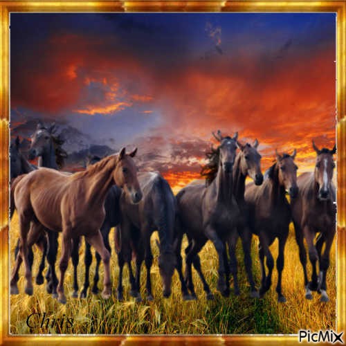 Les chevaux - darmowe png