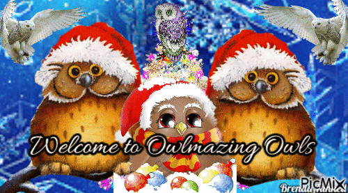 owlmazing owls cover - Gratis animerad GIF