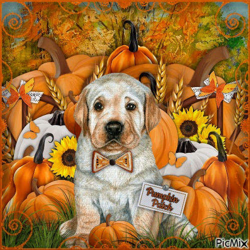 Dog and Pumpkin - png ฟรี