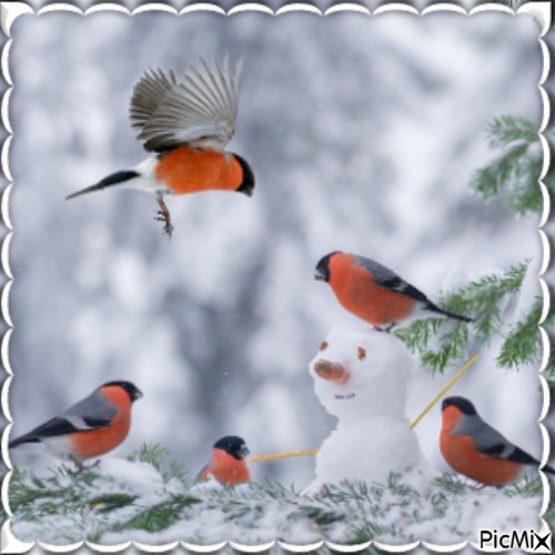 Birds in winter - gratis png