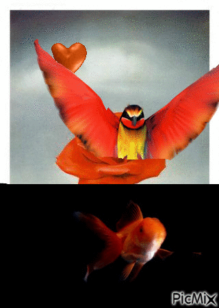 Tonos anaranjados - GIF animado grátis