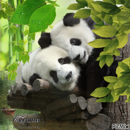 Pandas - Gratis geanimeerde GIF