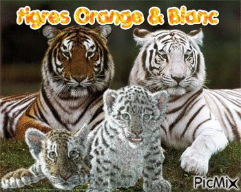 Tigres - 免费动画 GIF