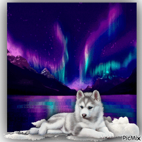 AURORA the snow dog - Free animated GIF