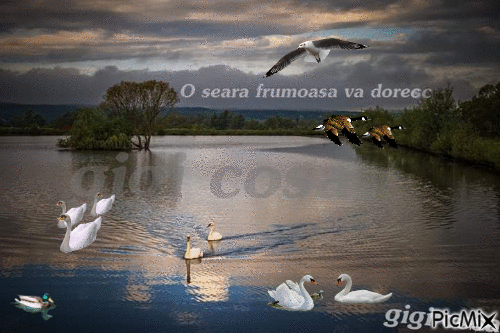 gigi cosa - Zdarma animovaný GIF