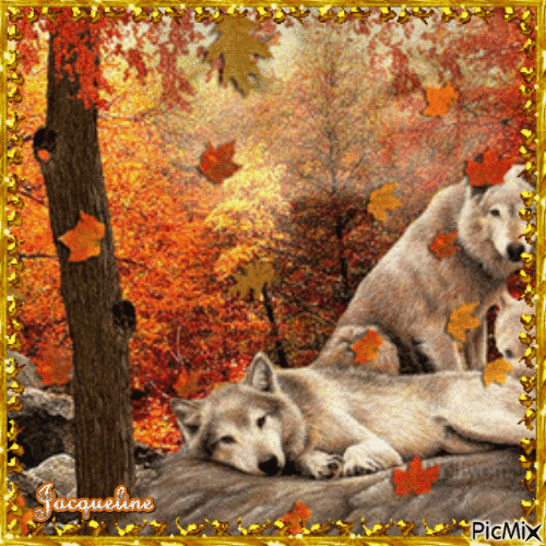 magnifiques loups - Gratis geanimeerde GIF