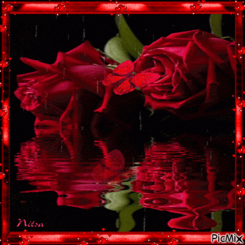 beautiful roses . - Бесплатни анимирани ГИФ