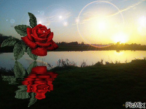 Rose im Wasser - GIF animate gratis