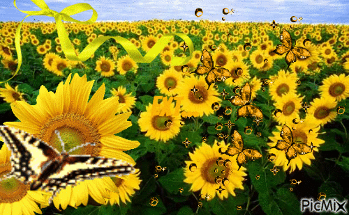 sunflowers yellow - Free animated GIF