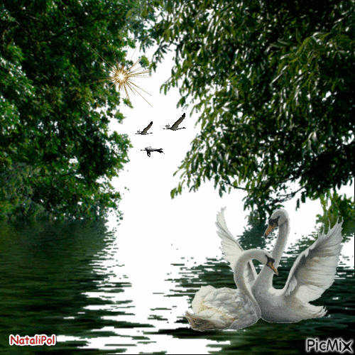Лебеди - GIF animado gratis