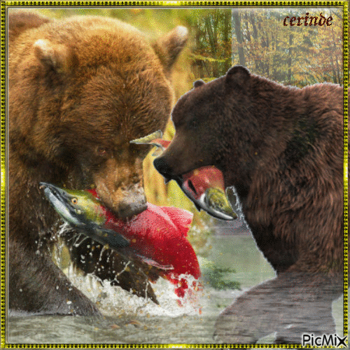 Les ours qui pêchent les saumons Les ours qui pêchent les saumons - Gratis animeret GIF