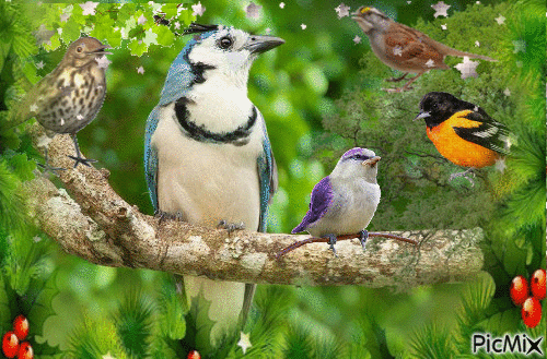 Encontro de pássaros - Bezmaksas animēts GIF