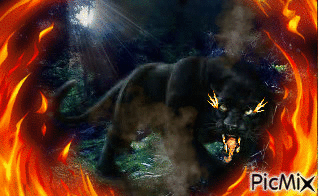 Fire Cat! - GIF animé gratuit