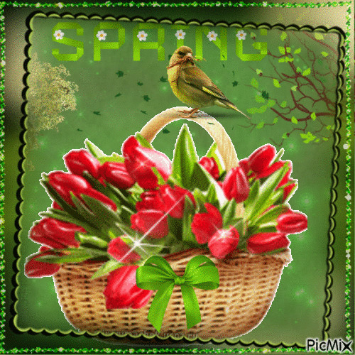 Frühling spring printemps tulipes - Gratis geanimeerde GIF