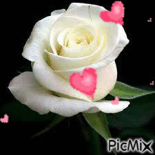 una rosa con amore - Ilmainen animoitu GIF