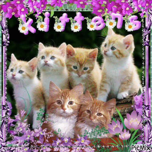 Kittens in the flowers - Free animated GIF
