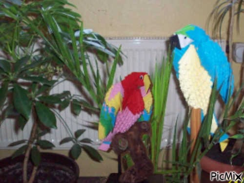 my parrots - darmowe png
