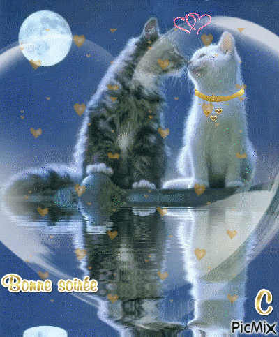 Romance au clair de lune - Ingyenes animált GIF